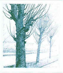 Pruned Trees At Netherlea
